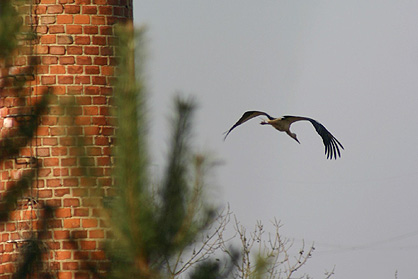 Abflug zur Futtersuche